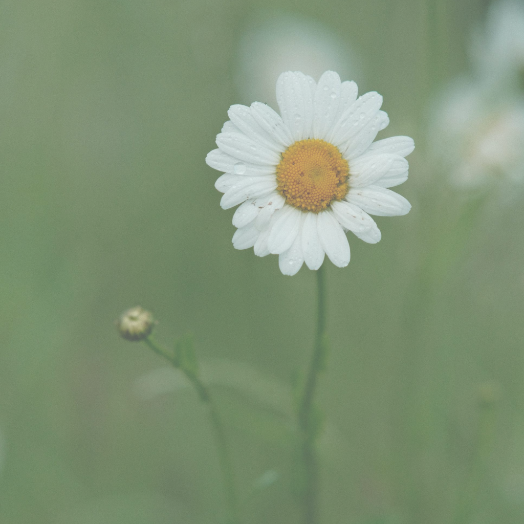 ein einzelnes Gänseblümchen mit Bokeh