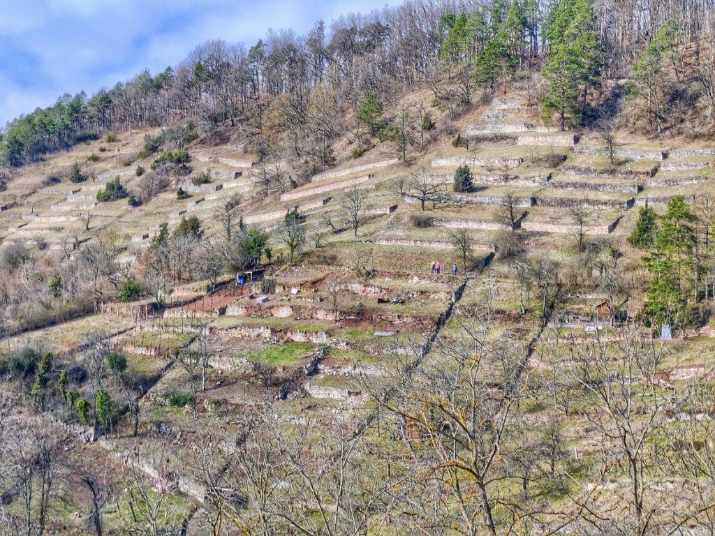 Trockenmauern entlang des Spitzbergwegles Hirschau