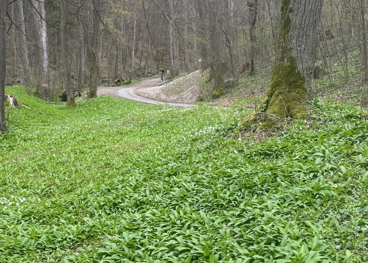 Bärlauch im Wald